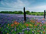 Wildflowers in the Hill Country