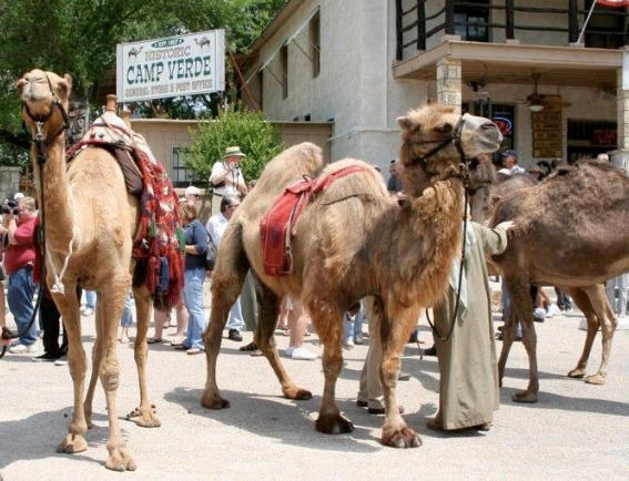 Camel Reenactment