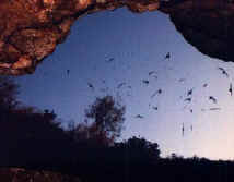 Eckert James River Bat Cave