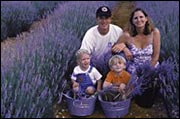 Lavender in the Hill Country