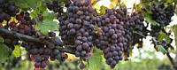 Hill Country Grapes on Viine