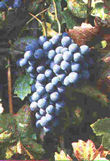 Grapes in the Hill Counntry